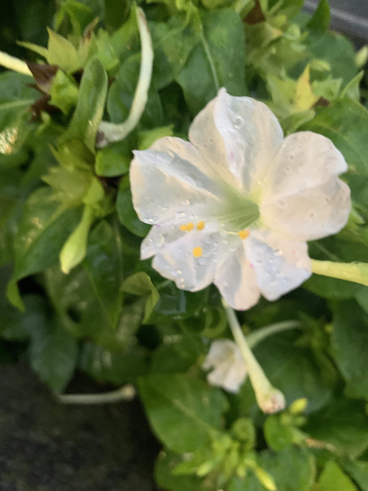 19　白い花