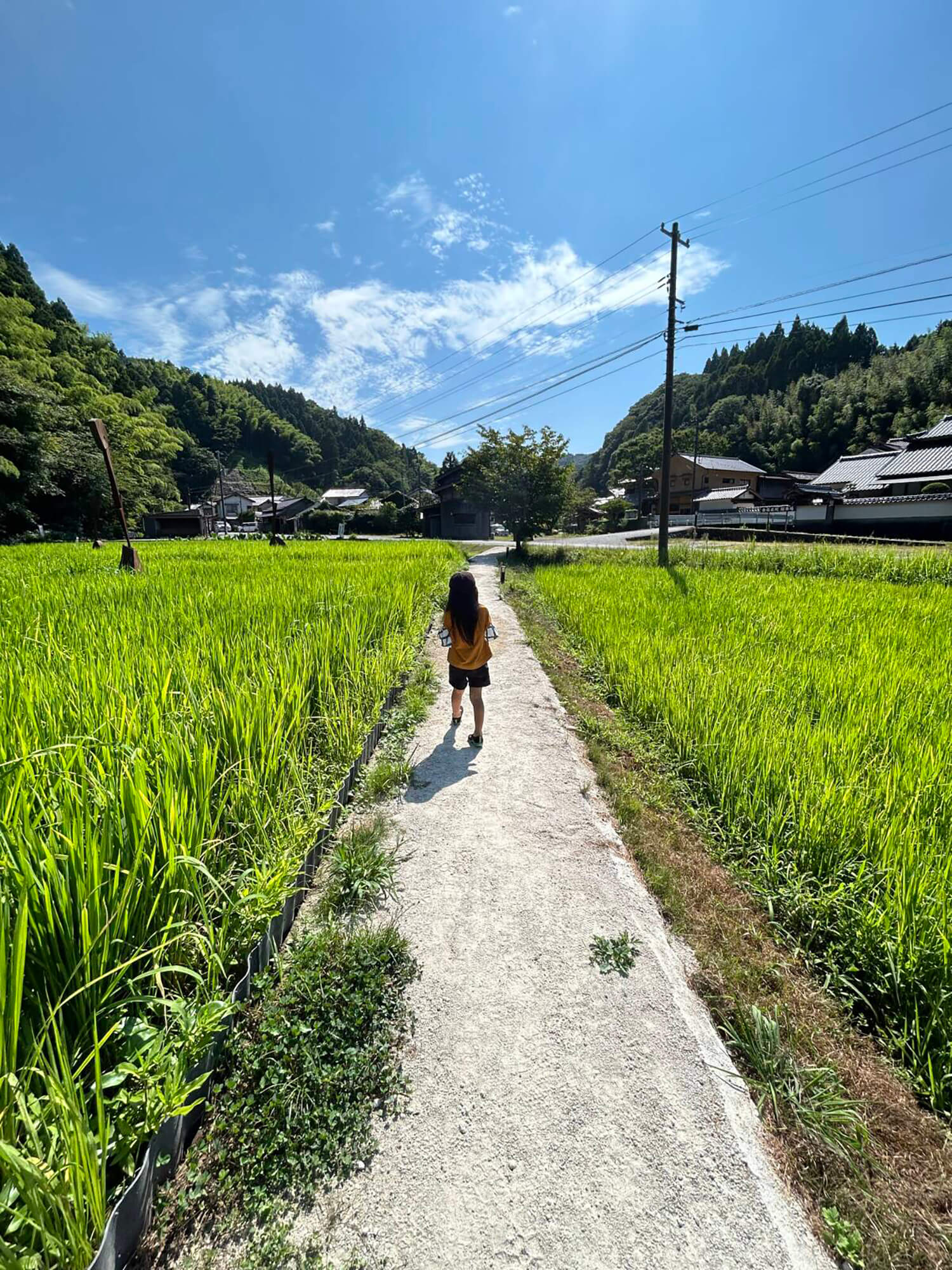 08 稲に囲まれた道