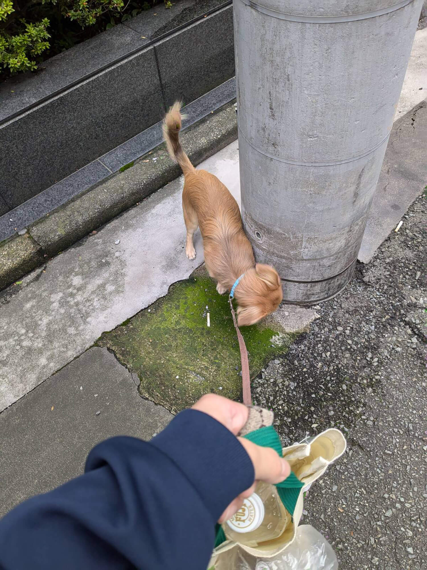 01　愛犬の散歩