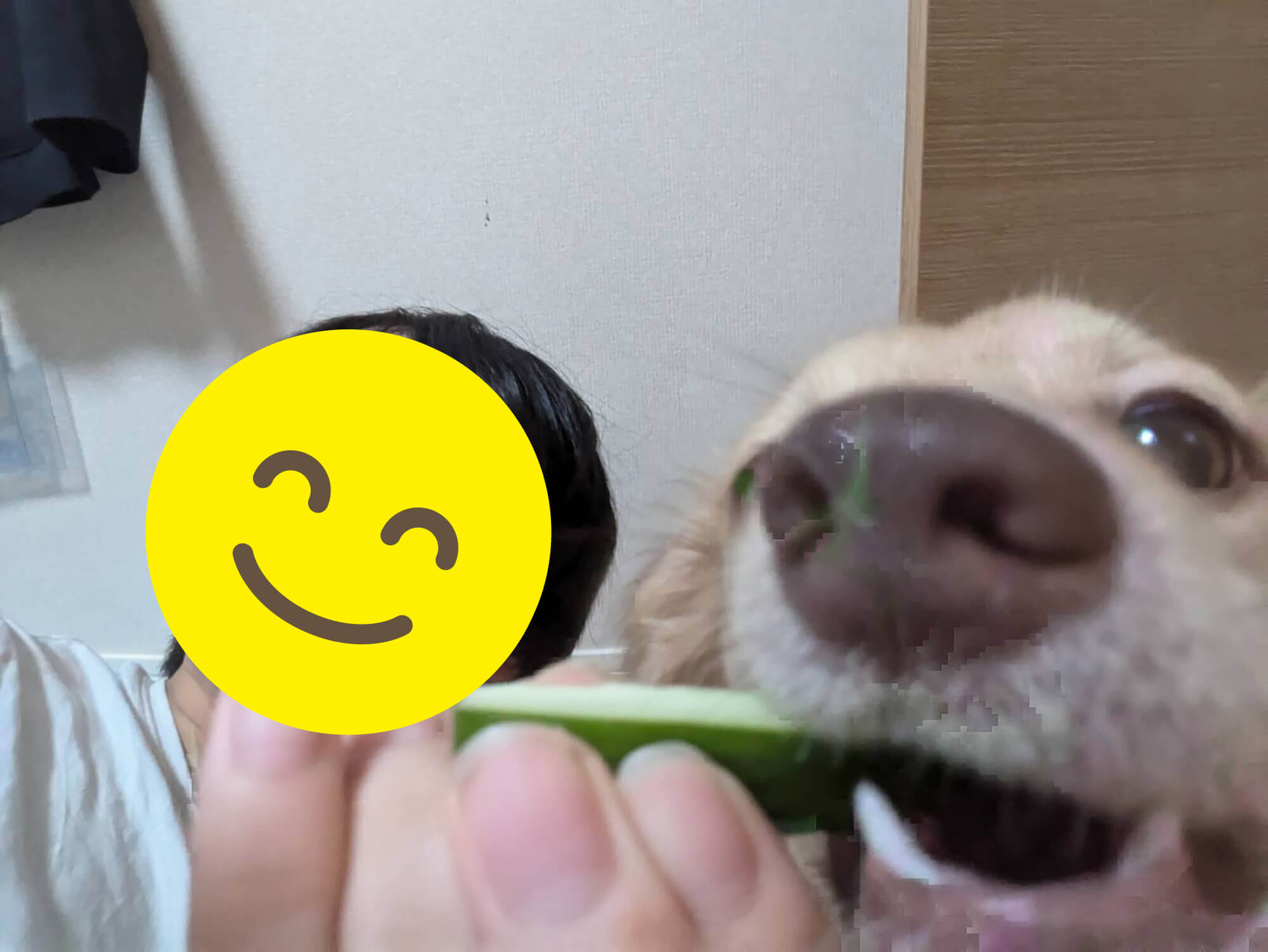 02　愛犬にきゅうり