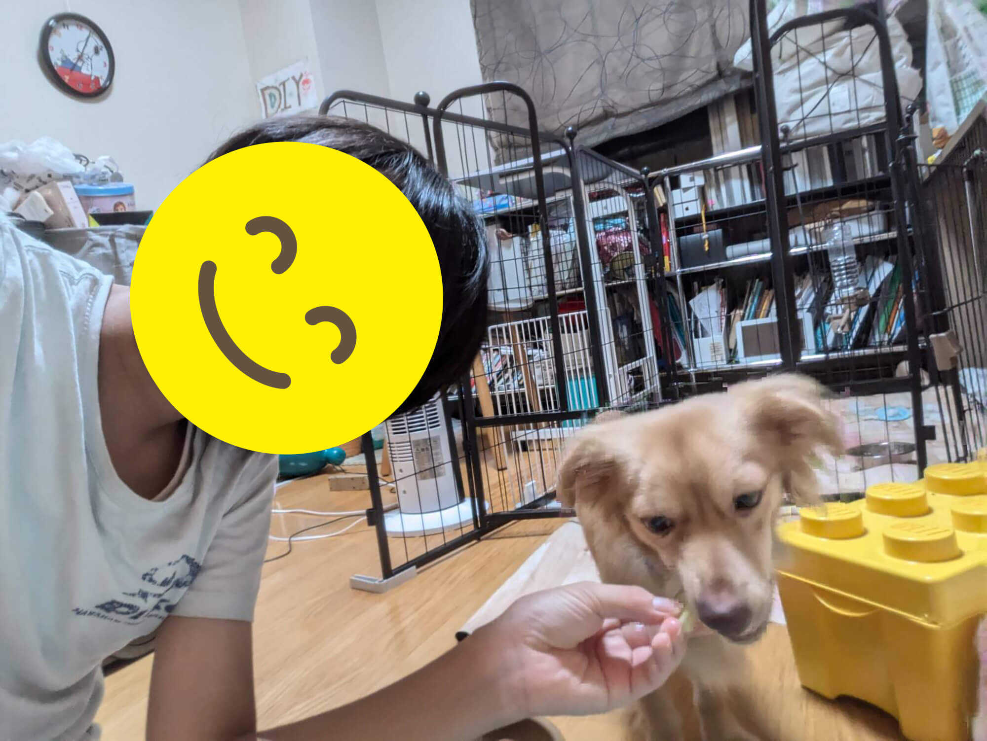 03　愛犬にきゅうり(全体が写ってるバージョン)