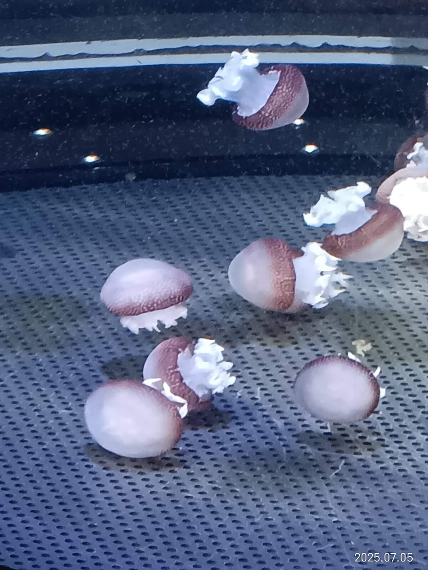 03 キャノンボールジェリー(茶)