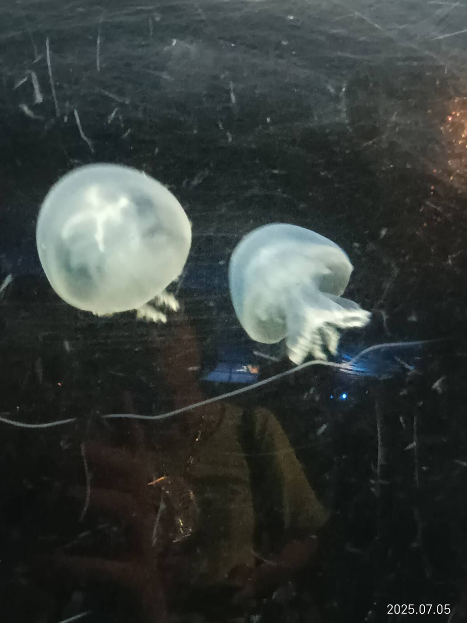 05 カラージェリー