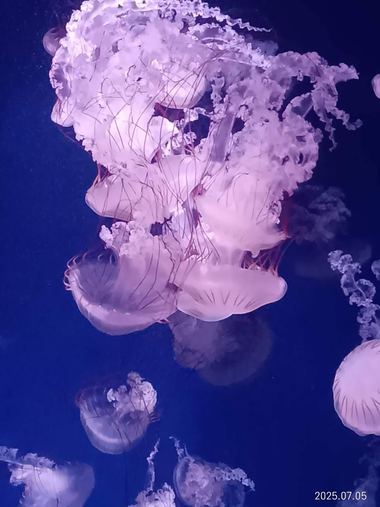 06 クリサオラプロカミア