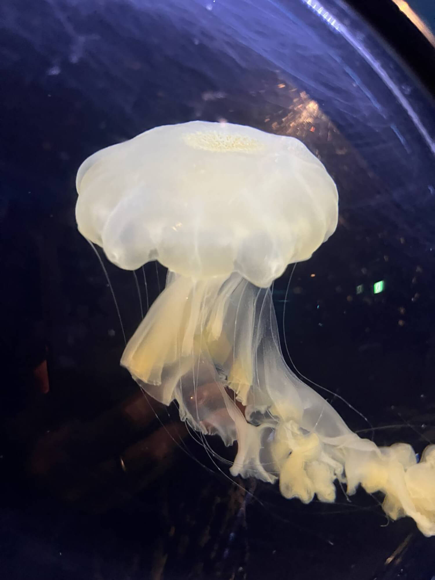 08 インドネシアンシーネットル