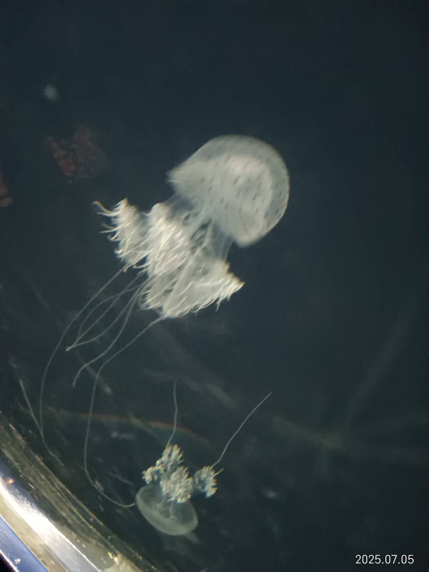 09 ヒョウガライトヒキクラゲ