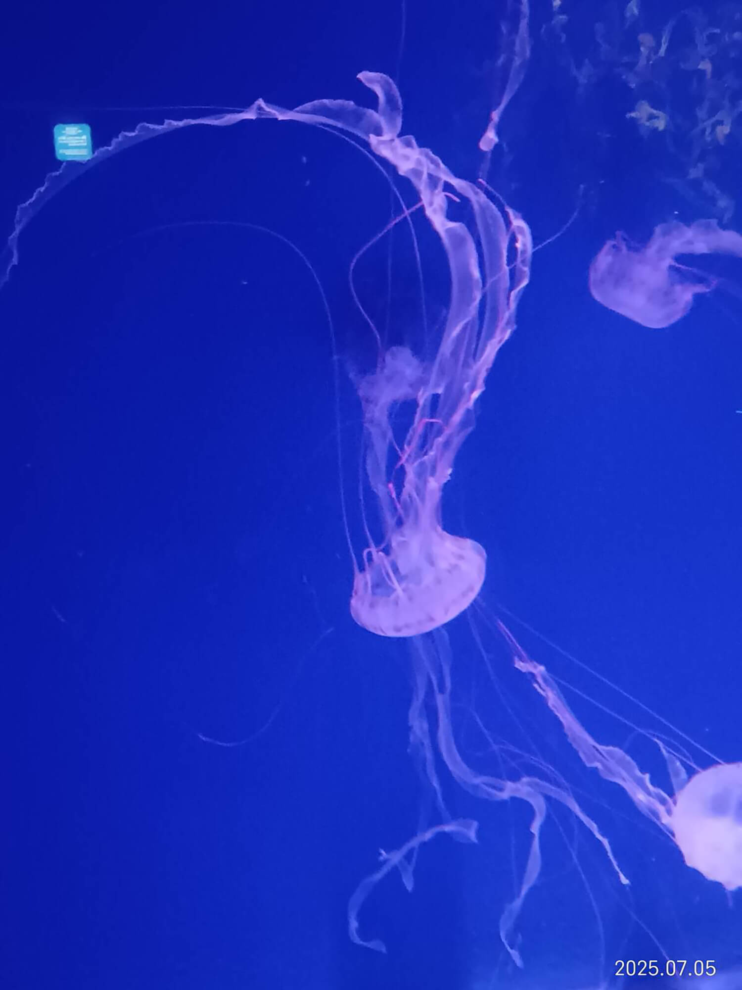 11 パープルストライプドジェリー