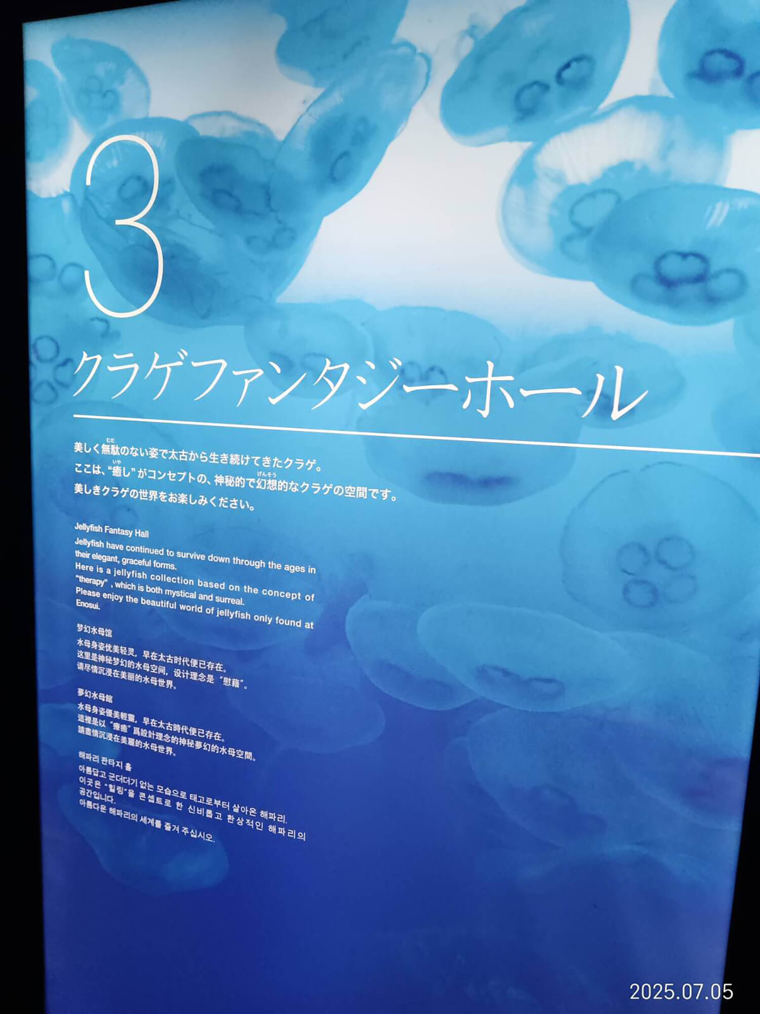 12 クラゲファンタジー