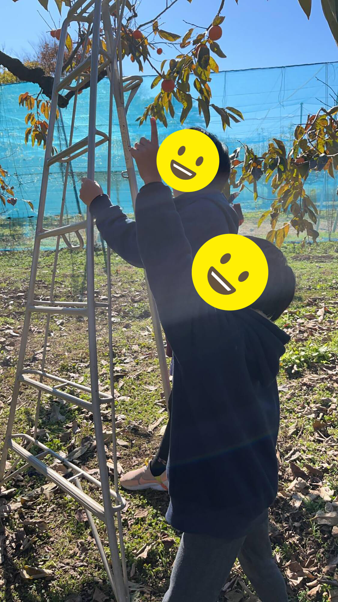 11　農工大の柿収穫