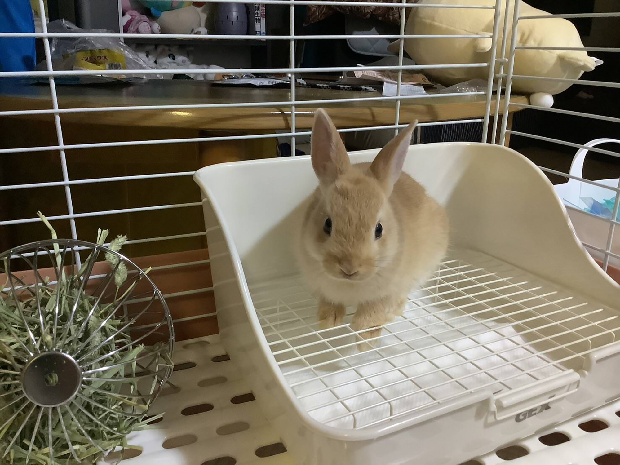 06　ここあくん