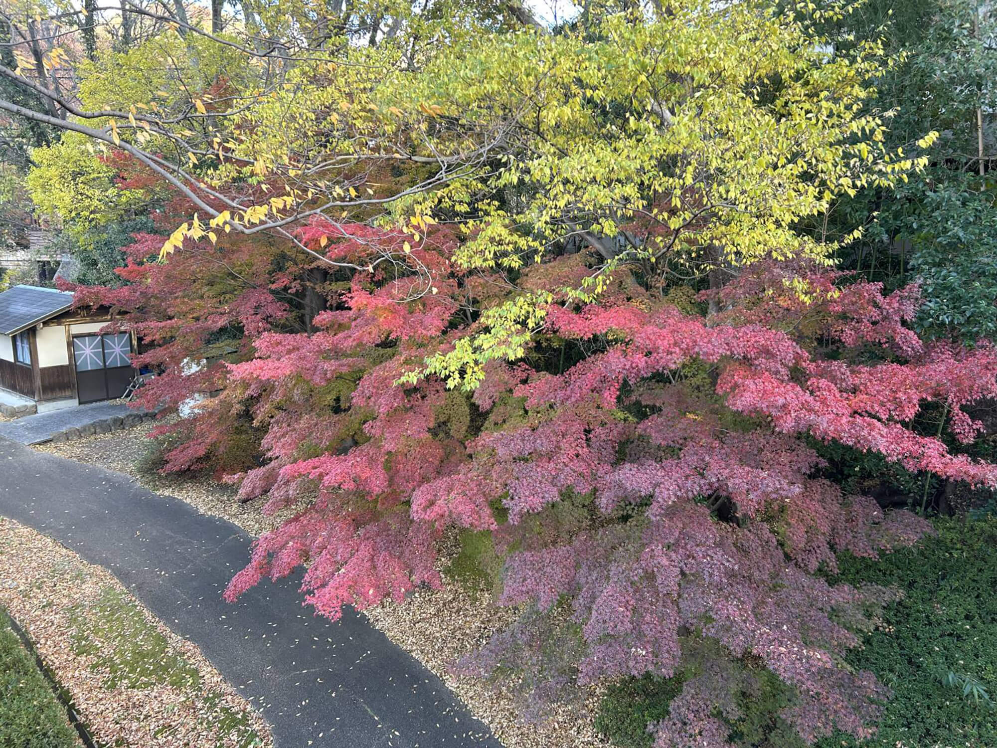 08　三色の葉っぱ