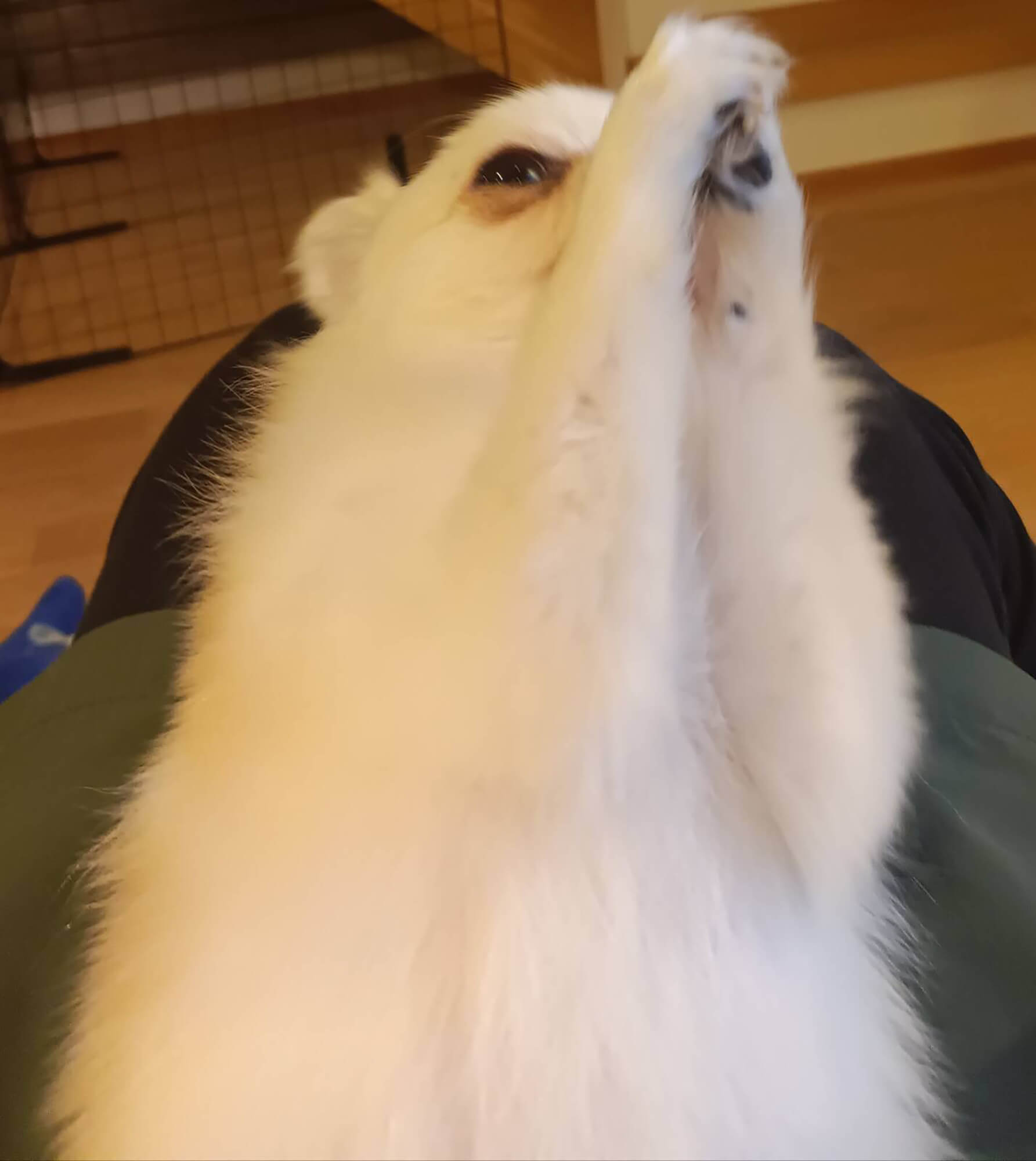 07　友達の家のチワワ