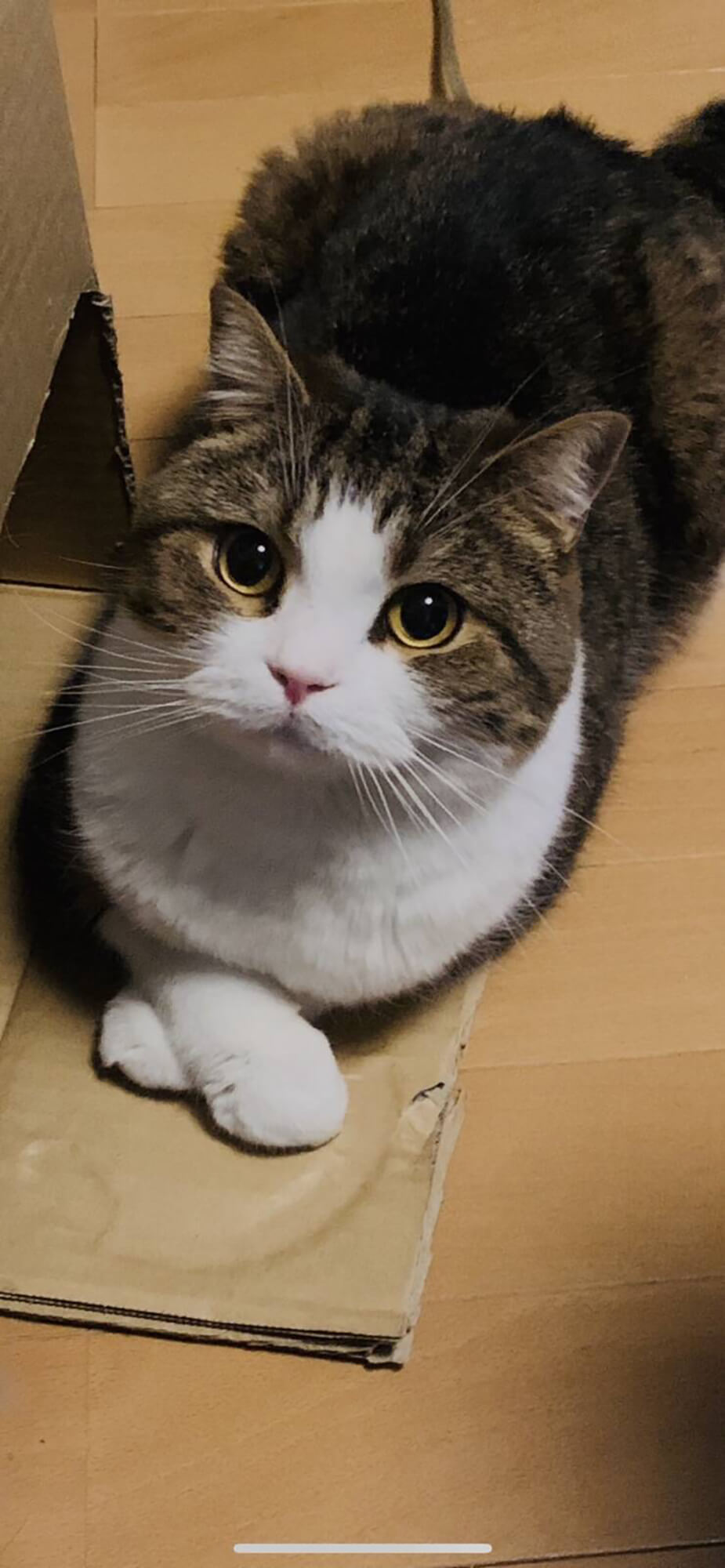 08　さく