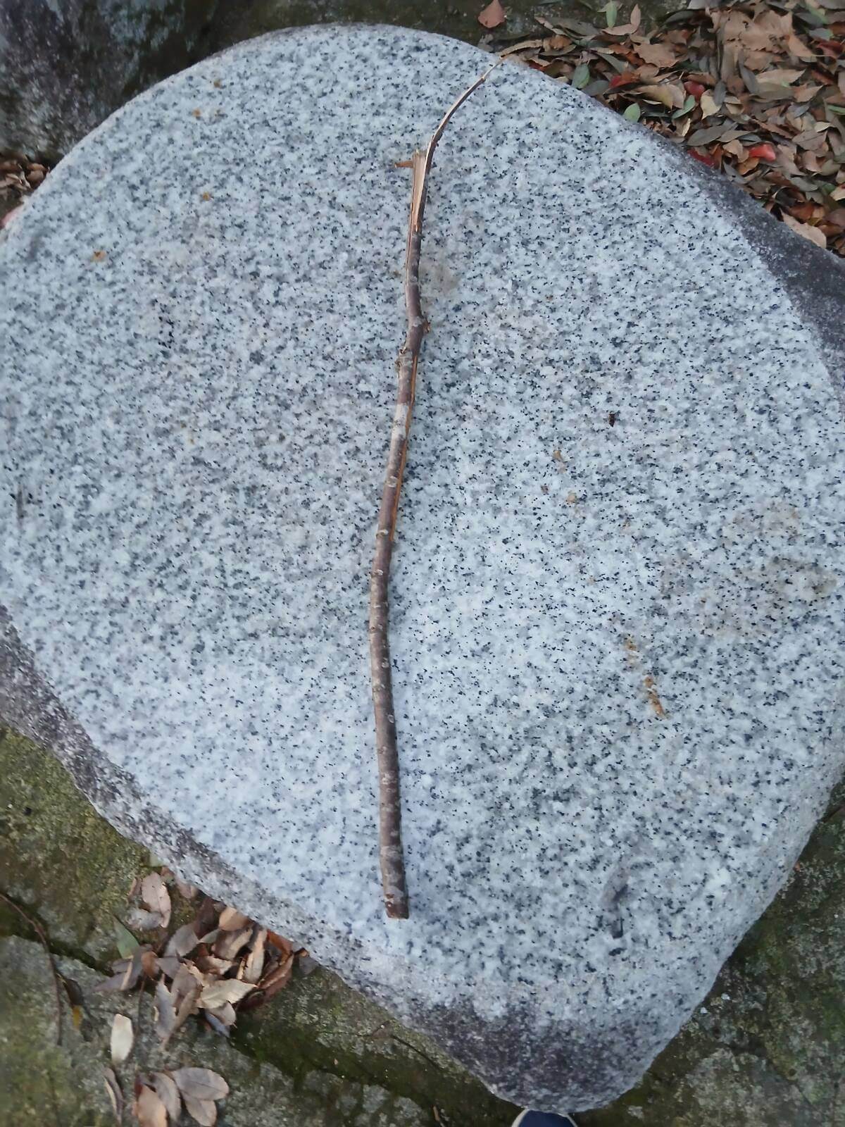 07　木の枝