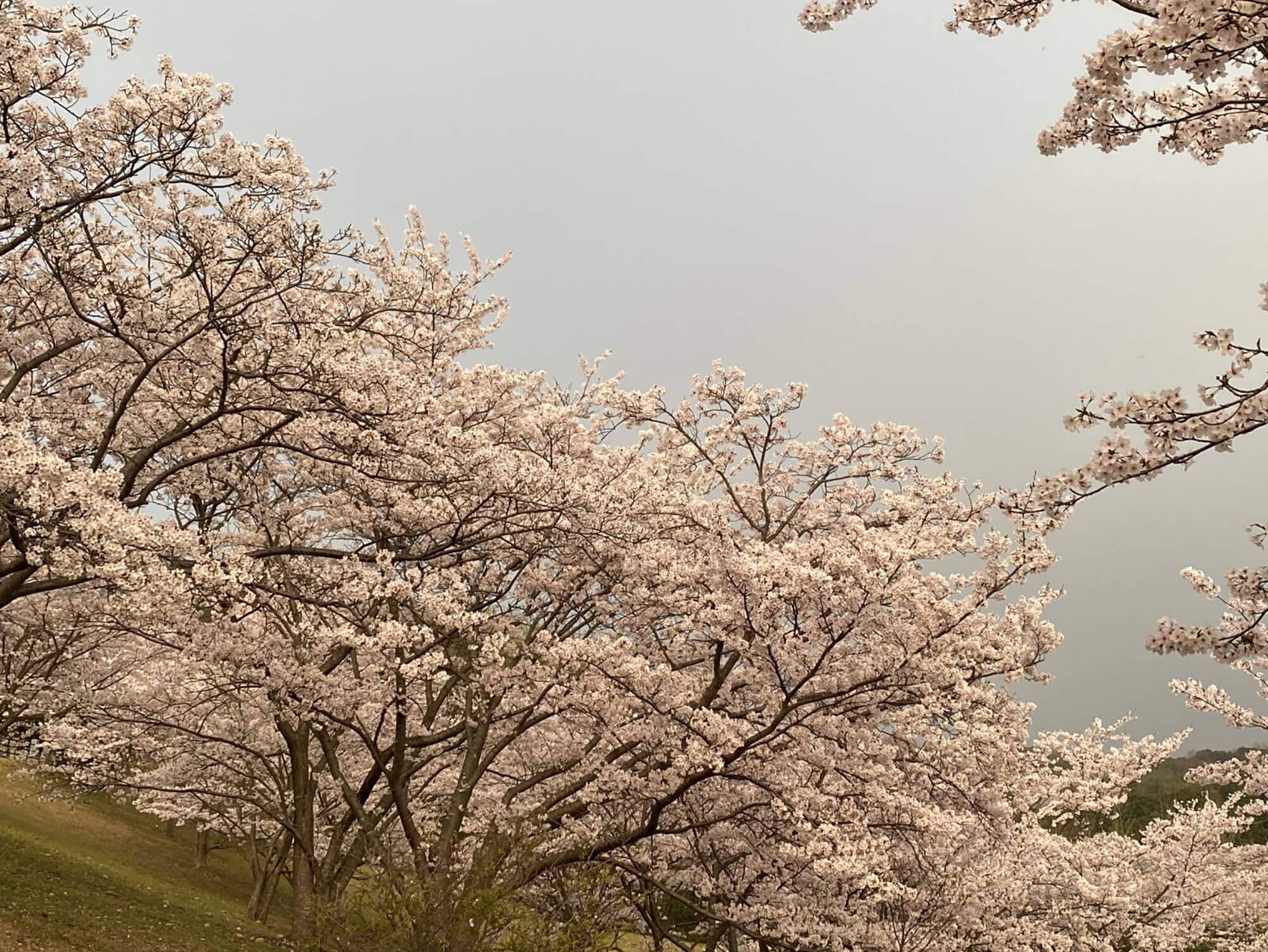 10　桜