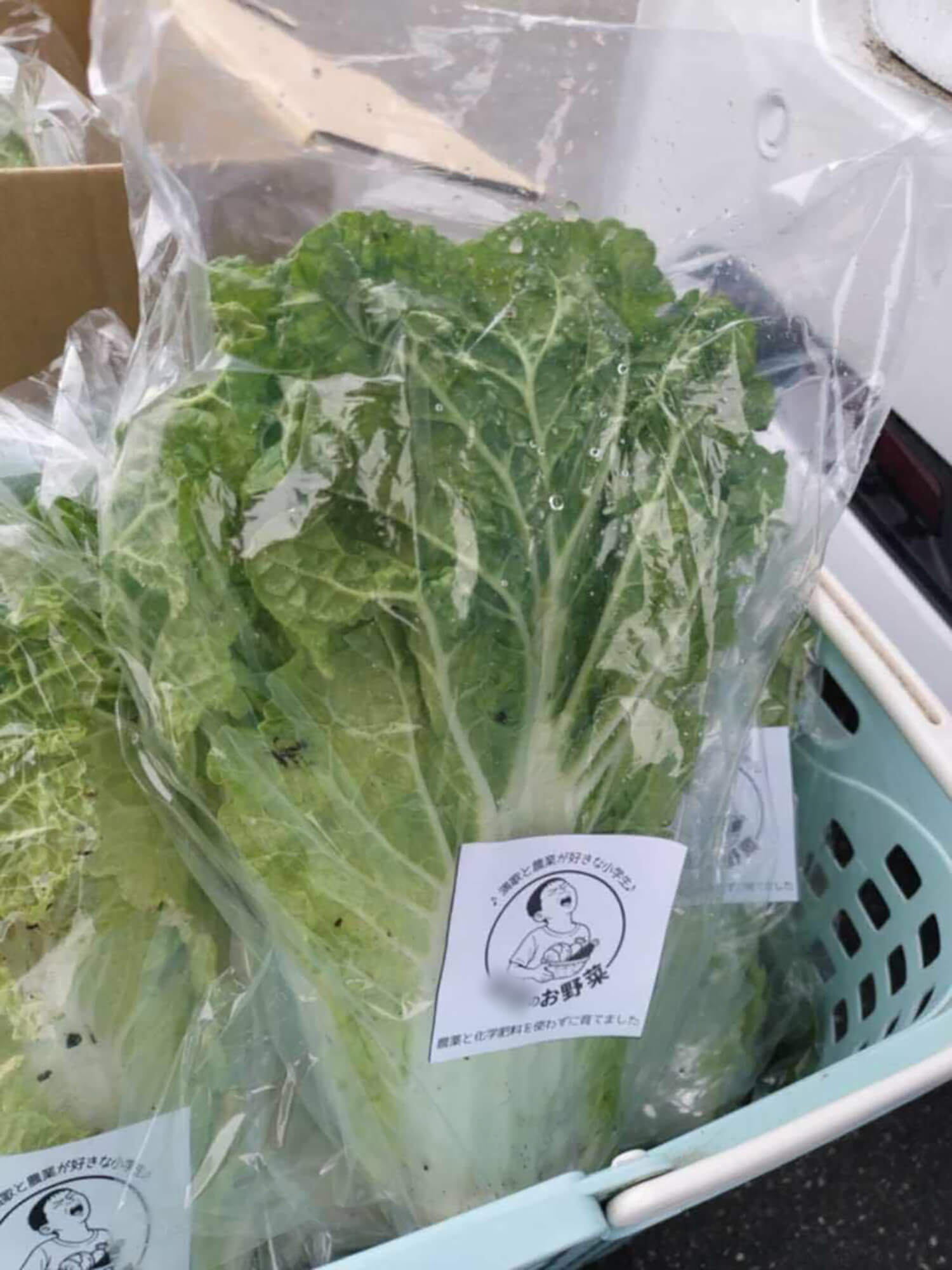 17　野菜