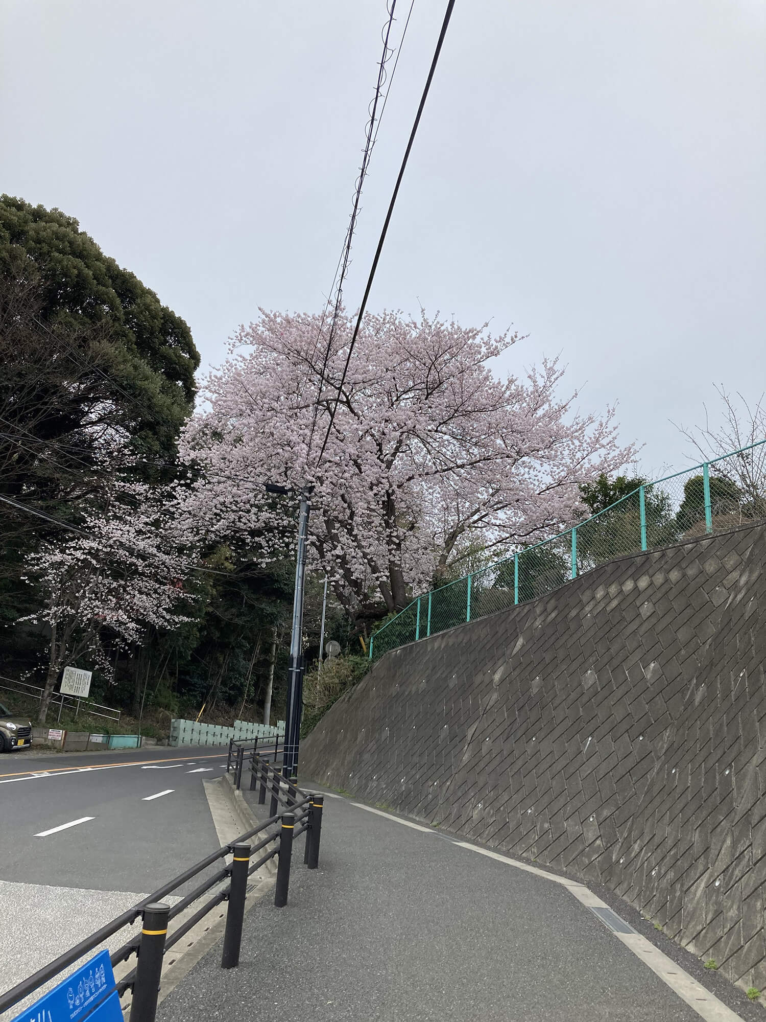 13　桜の木