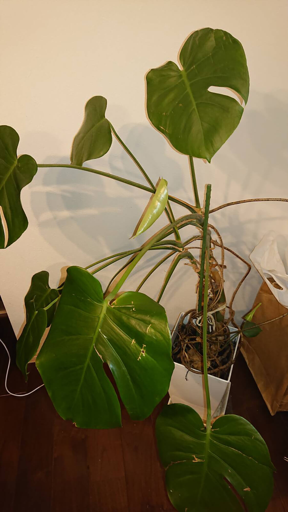 03 観葉植物