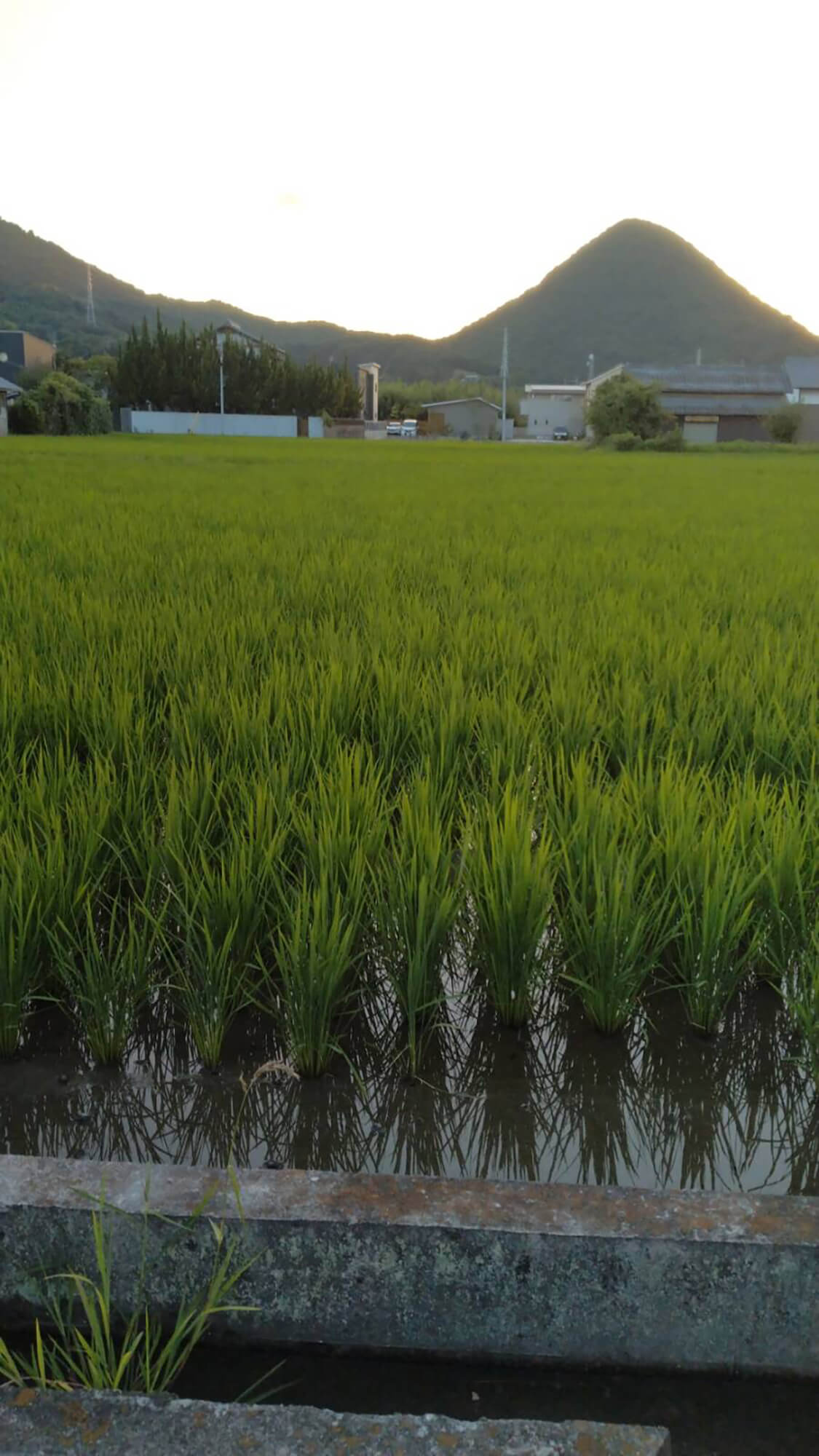 10 稲