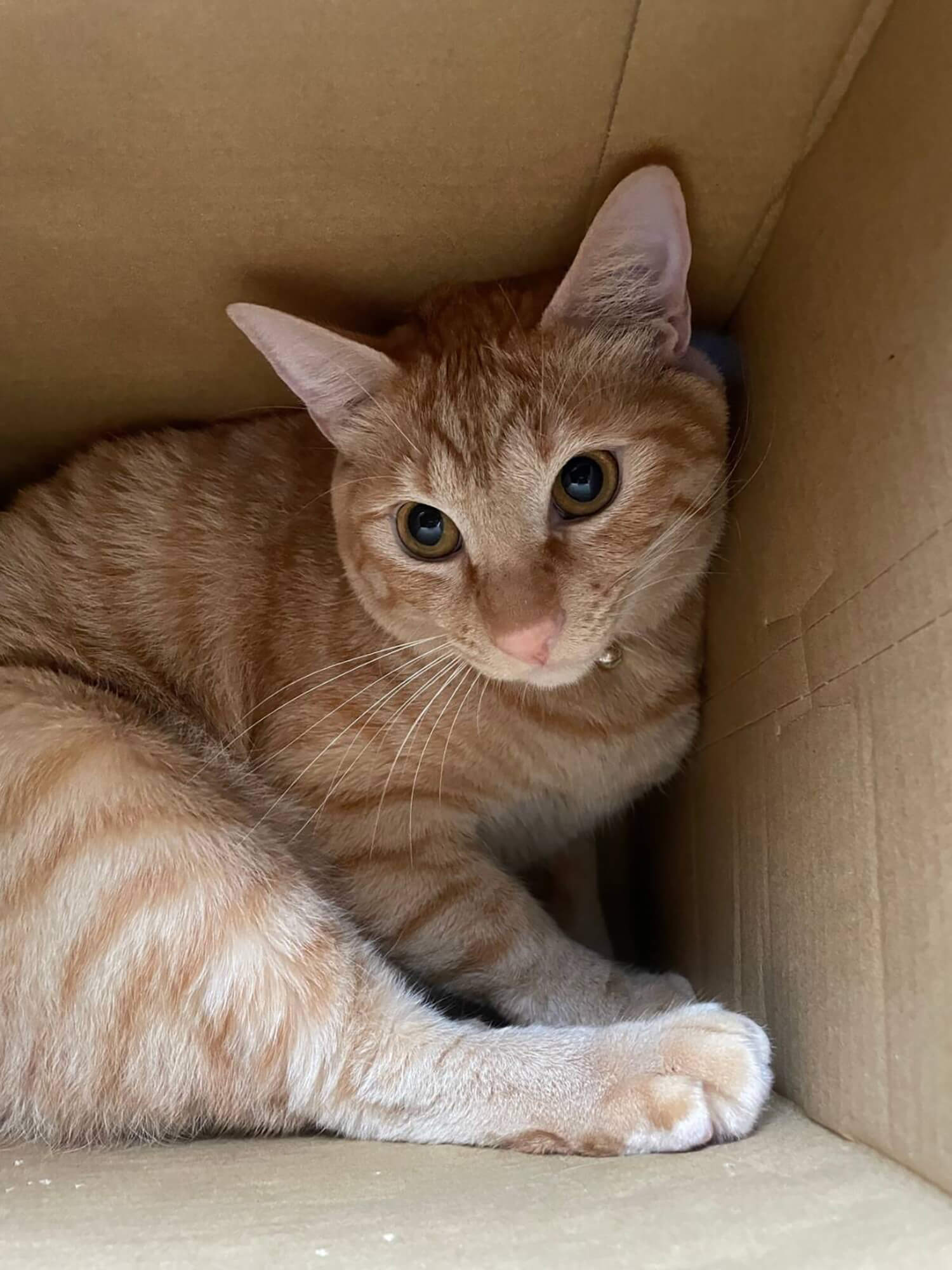 08 猫